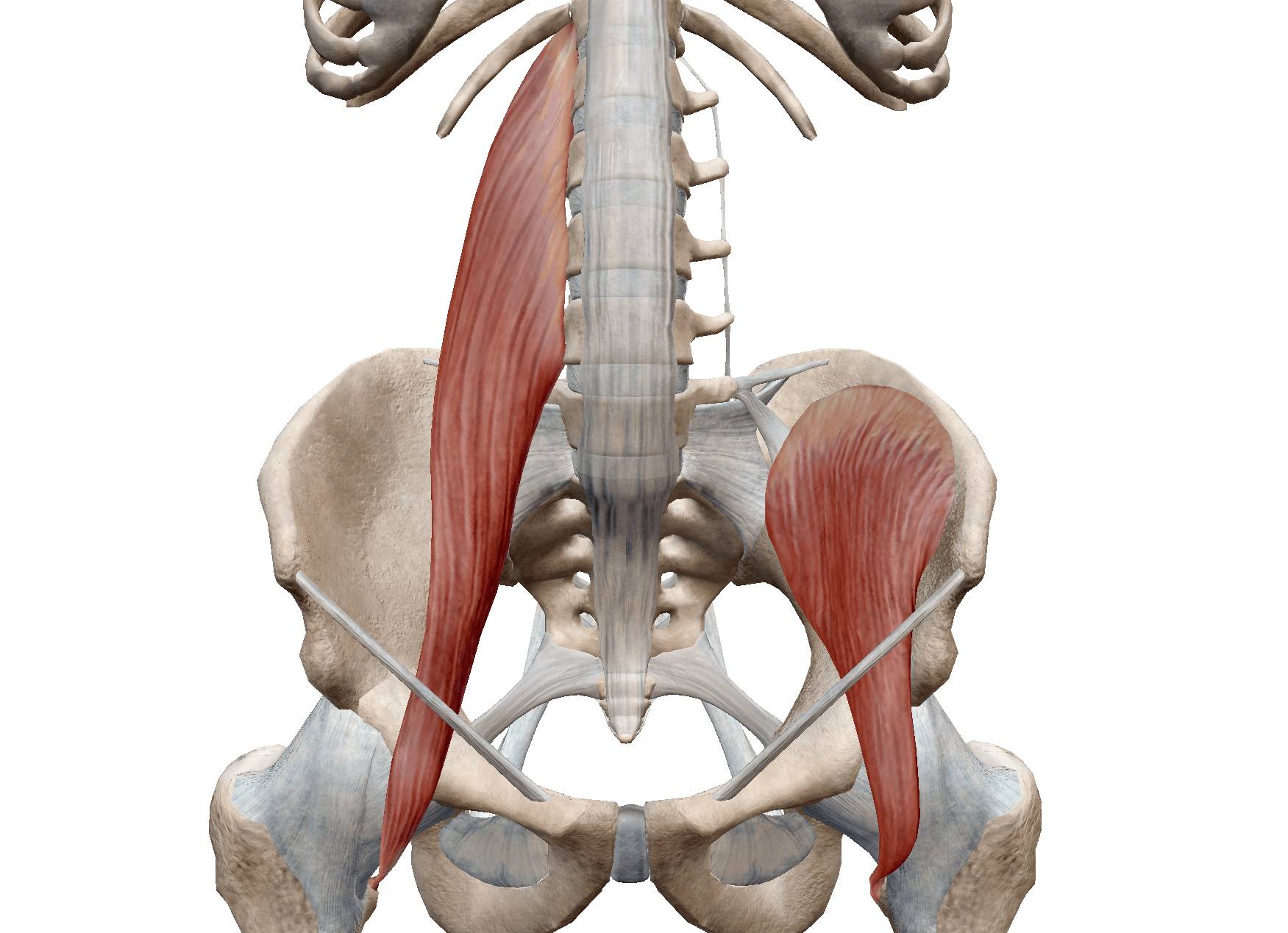 股関節屈筋群（大腰筋・腸骨筋）